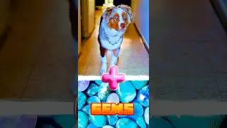 DOGS + GEMS ( diamonds, stoneware, quartz, gem )
