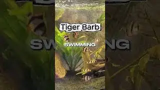 Why Tiger Barbs Suddenly Start Attacking