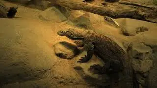 Komodo Dragon l Wildlife Videography | Short Film by Jac O' Burger