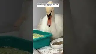 Rescue team rescues injured swan stuck in tree and then. #animalshorts