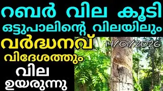 റബർ വിലയിൽ വർദ്ധനവ് | 14/01/2026/ ബുധൻ | Manojnediyackal rubber tapping 