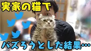 猫に常にカメラを回しておけばバズる動画が撮れるんじゃない？検証【VLOG】