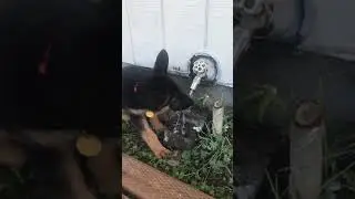 12 week old GSD drinking tap water (Automatic Dog Waterer Faucet)