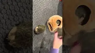 Small Dog Toy &mdash; Perfectly Sized & Safe for Tiny Breeds