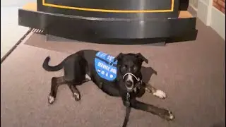 Service Dog&rsquo;s First Time at the Museum #servicedog #workingdog