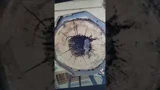 stuckie the dog , trapped in a log