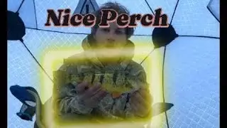 Lake simcoe Perch with the new auger!