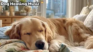 12 Hours Dog Sleep Music 🐾 Calming Music For Dogs 🎶 Dog TV For Dogs To Watch In Soft Quietness
