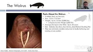 Marine Megafauna Series Part 1:  Pinnipeds!
