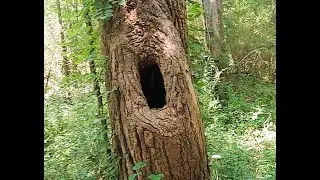 2. Cottonwood Cavity