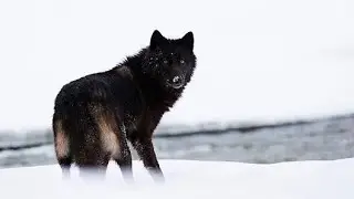 Osos contra Lobos en Yellowstone | Nat Geo Wild