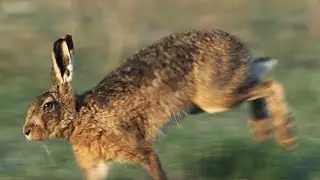 Britain's Brutal Blood Sport | ﻿Dan O&rsquo;Neill Investigates | BBC Earth