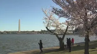 Peak Bloom blossoms survive weekend storm