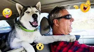 Try Not to Laugh at These FUNNY DOG FAILS 🤣 &ndash; Best Funny Dog Videos 2025 #50