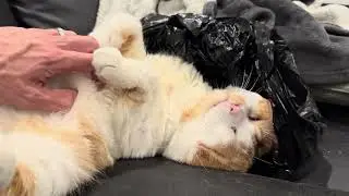 Chest rubbing 