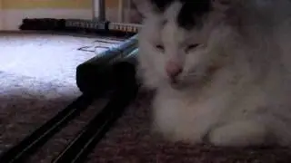 My cat Trainspotting.