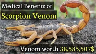 Scorpion Venom | Medical Uses | Most Expensive Liquid on Earth