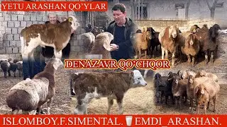 BU VIDEONI TEZ KOʻRMASAK BOʻLMAYDI😱BUZOQ VA QOʻY QOʻCHQORLAR UTA NOYOPLARI 💥🔥🏃