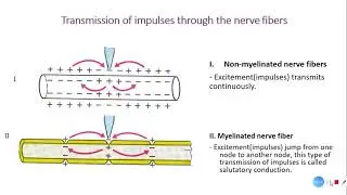 Physiological properties of nerve fibers, parabiosis