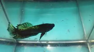 ANDR&Eacute; Betta Plakat GIGANTE