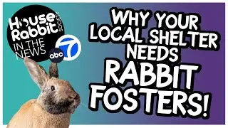 HRS IN THE NEWS: Why Your Local Shelter Needs Rabbit Fosters (ABC7 Bay Area)