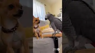 Talking Parrot funny video 8   #parrot #talkingparrot #funny