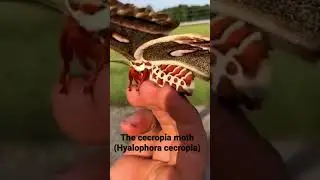 The cecropia moth is North America's largest native moth, with a wingspan up to 18 cm (7 inches)