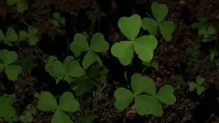 Shamrock Band Logo Animation