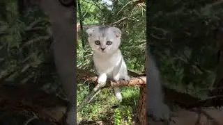 Kitten on a Tree Branch