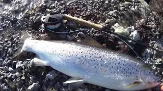 Blank havs&ouml;ring p&aring; kusten (flyfish4fun.se )