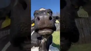bes#funny #new #video 🙏🙏🙏🙏🙏🙏🙏🙏🙏🙏