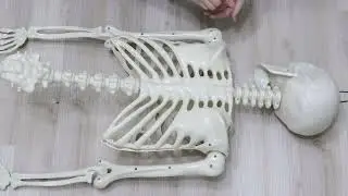 165cm Skeleton Assembly