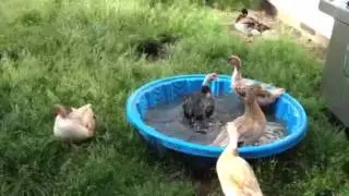 My backyard ducks