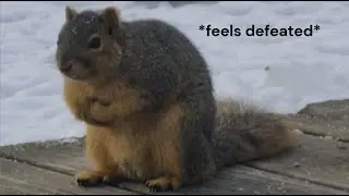 Squirrel love connection? 🔊