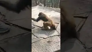 weaning baby monkey. baby monkeys cry because they can!t get malik from hungry
