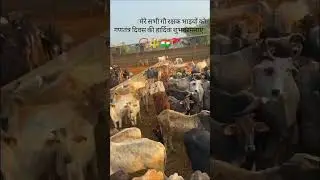 हैप्पी रिपब्लिक डे #26january #india #shorts #trending #love #flag #vet dheeraj
