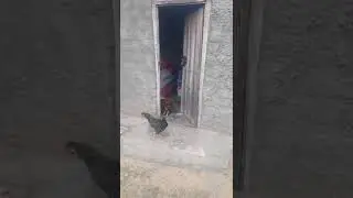 CHICKEN STEALING MAIZE