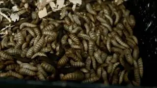 How It's Made - Fluval Bug Bites Fish Food