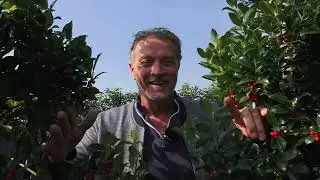 Kant-en-klaarhagen in jouw tuin | Soorten en Tips