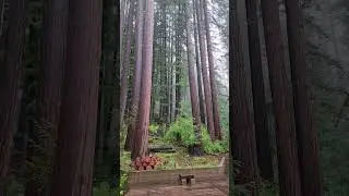 2024-12-29 #ForestLife #Redwoods #Rain #BoulderCreek #Eudaemonius #YourEveryDaySanta