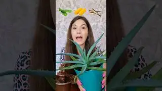 #shortsfeed #asmr #asmrfood #asmrsounds #asmreating #asmrvideo #mukbang #food #eating #crazy