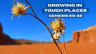 Growing in Tough Places (Genesis 6:8-22)