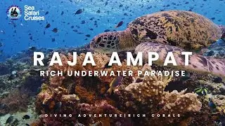 Diving Indonesia | Remote Paradise Raja Ampat