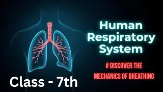 How Do Lungs Work? The Journey of Air in the Human Body