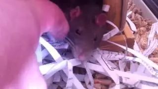 Pet Rats Compilation