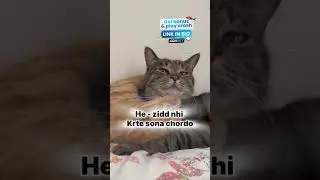 love 💕 romance 🥵 #cat #cat #cute #romancevibes #romance #love #romanceforever #catcute #funny