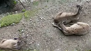 Darjeeling Zoo
