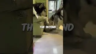 Husky Heist: A Masterclass in Mischief! 🐕💰 #shorts #funny #huskies #dogs