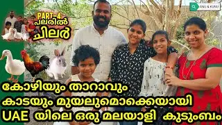Joju home/കോഴിയും താറാവും  മുയലുമൊക്കെയായി UAEയിലെ ഒരു മലയാളി കുടുംബം.PALARIL CHILAR 4 BY ANU CJ