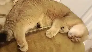Баба Люся-не женюся